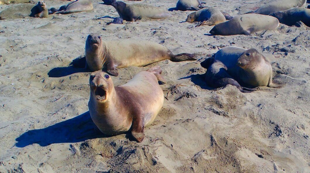 Things-To-See-Along-California-Coast-Highway-1-Elephant Seals-Attractions